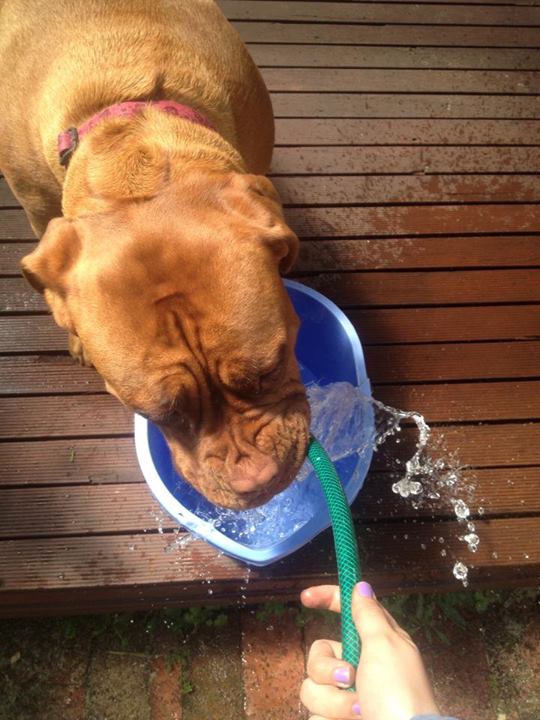 Elsa, one of our dog walking clients, loves the cool water from the house after a walk