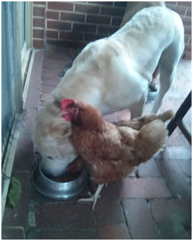 Loki sharing dinner with the chooks